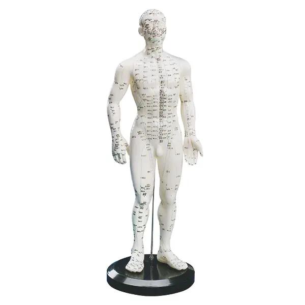 Akupunkturmodelle aus Kunststoff